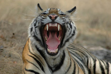 tiger teeth